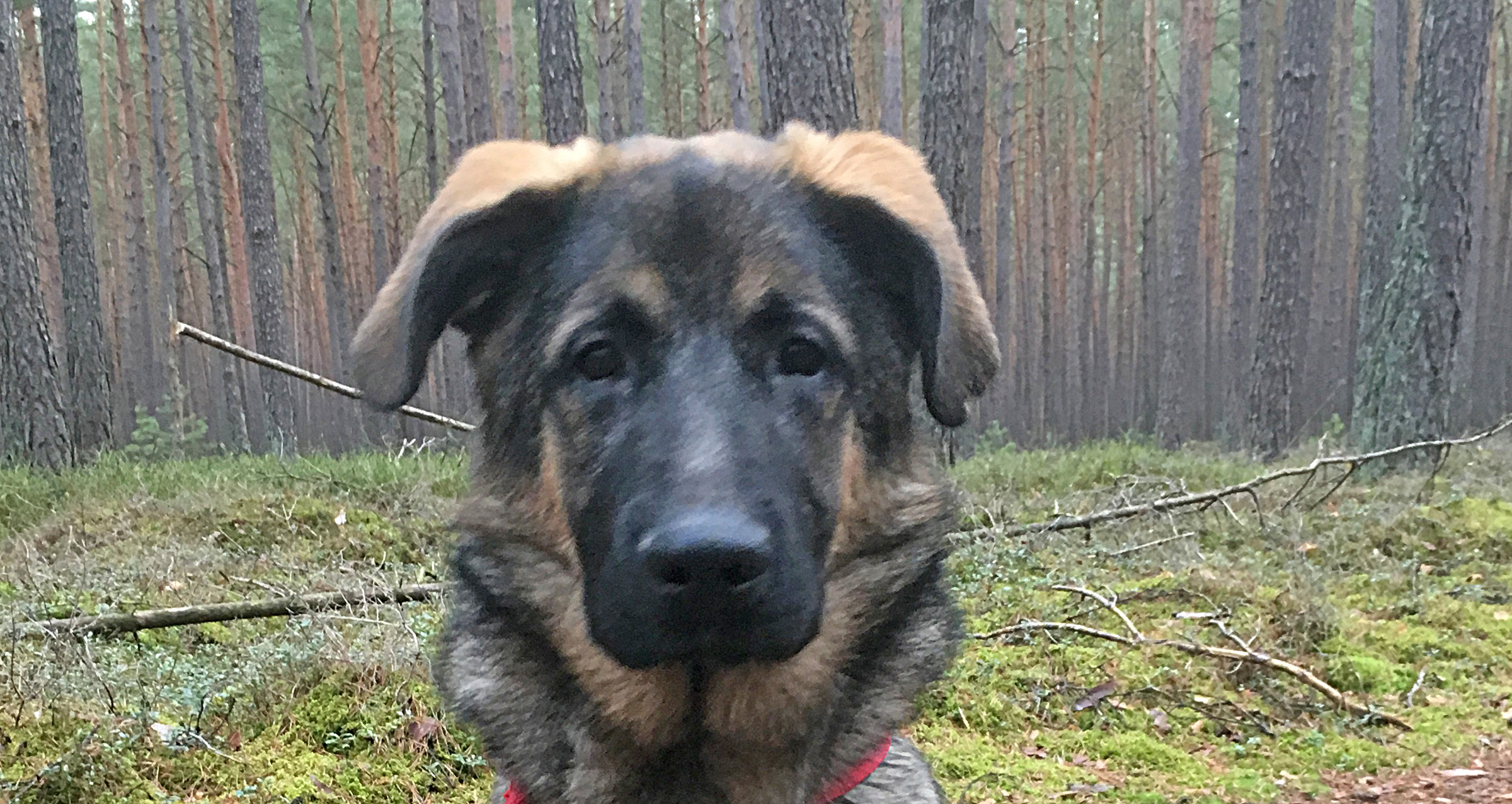 Buddy Tierheim des Tierschutzverein Roth