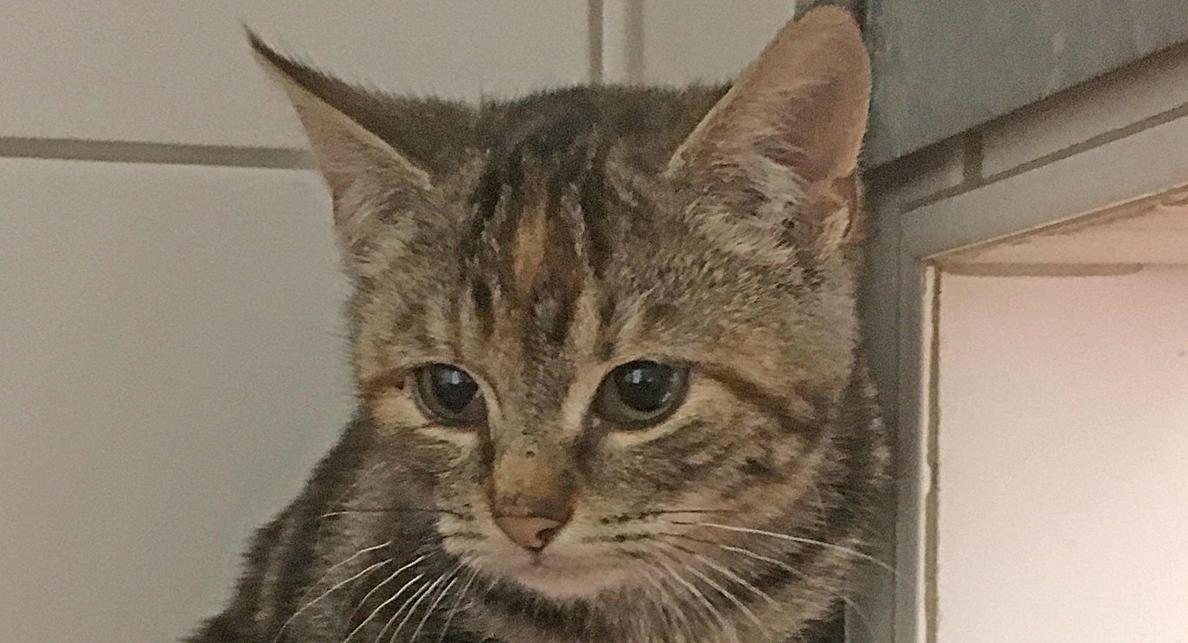 Katzen Archive Tierheim Roth des Tierschutzvereins Roth